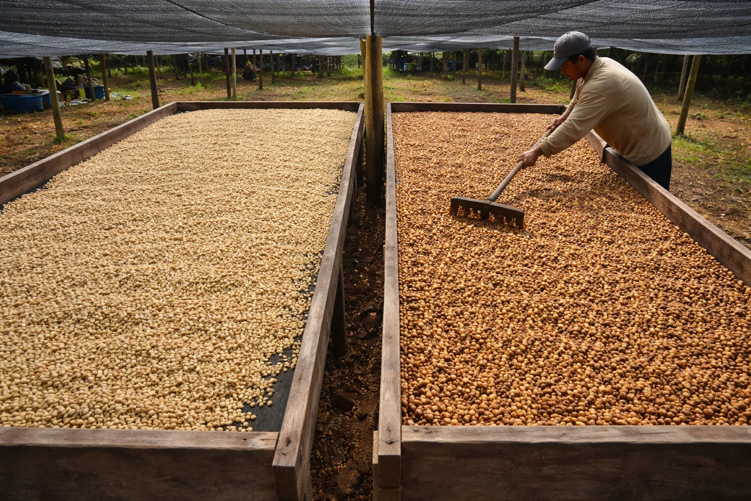 honey işleme yöntemi red ve black karşılaştırması, iki yatakta ince ve kalın müsilaj.